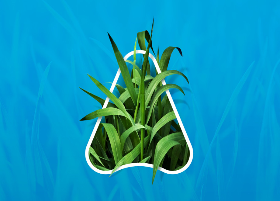Wheat Web Banner