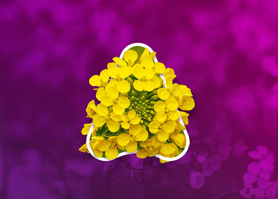 Canola Web Banner