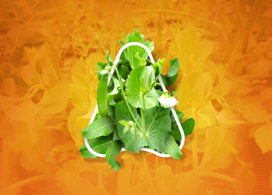 Pea Web Banner