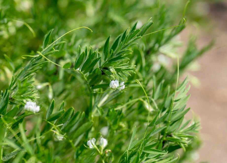 Lentil Solutions | ADAMA West Canada