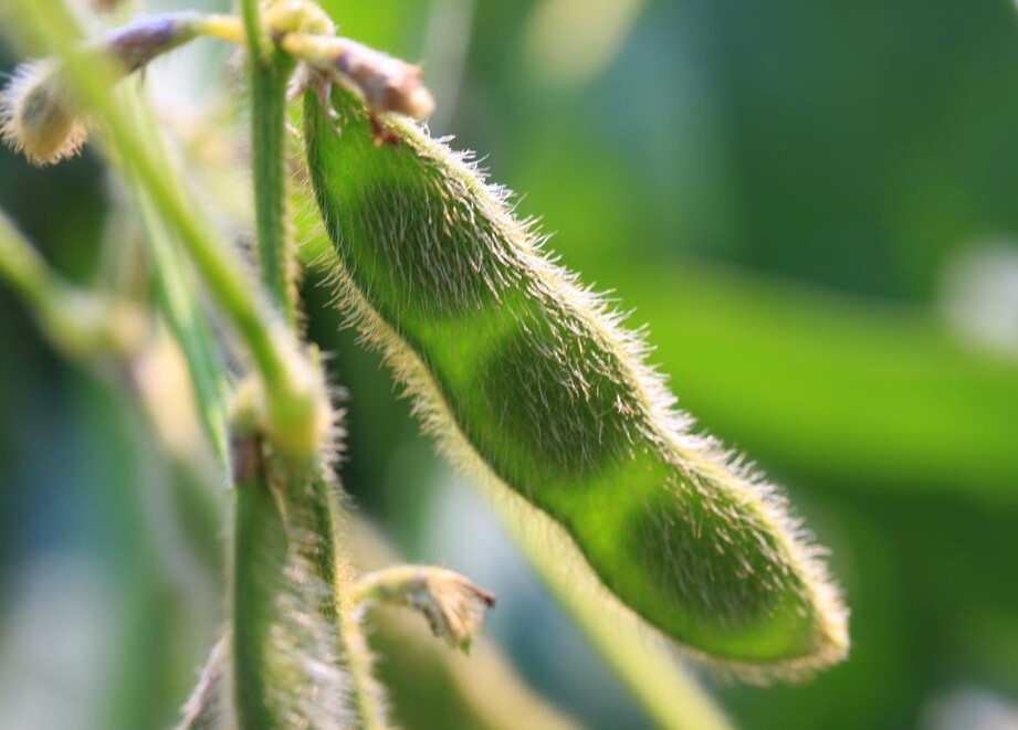 Soybean pod