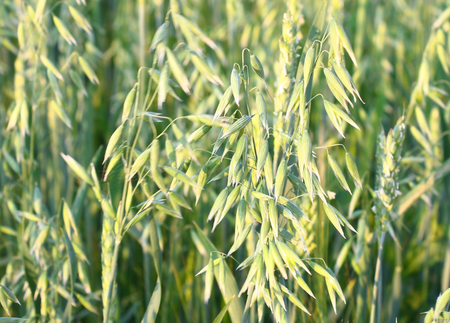 Oats