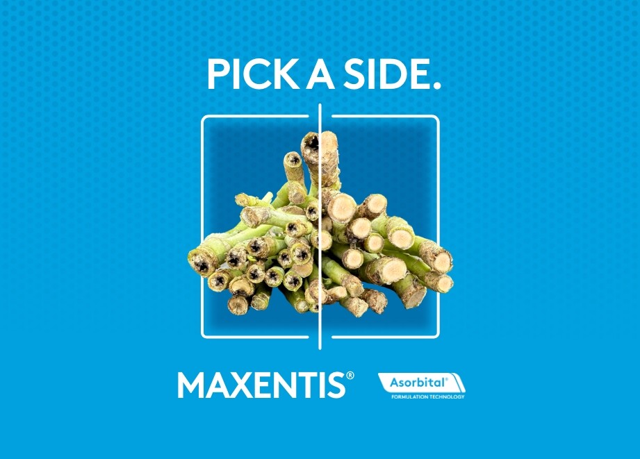 Maxentis blackleg image