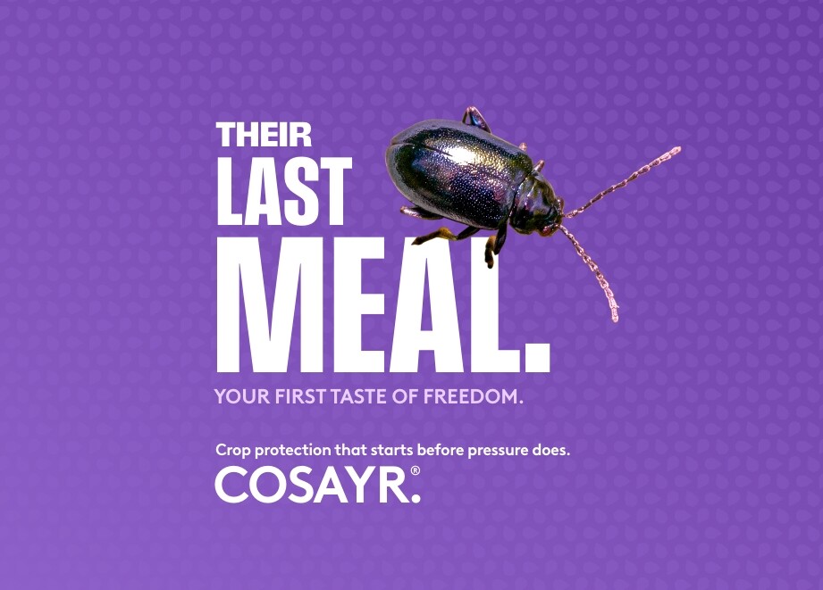 Cosayr flea beetle