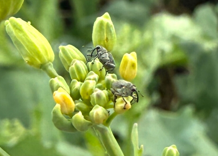 Cabbage seedpod weevil