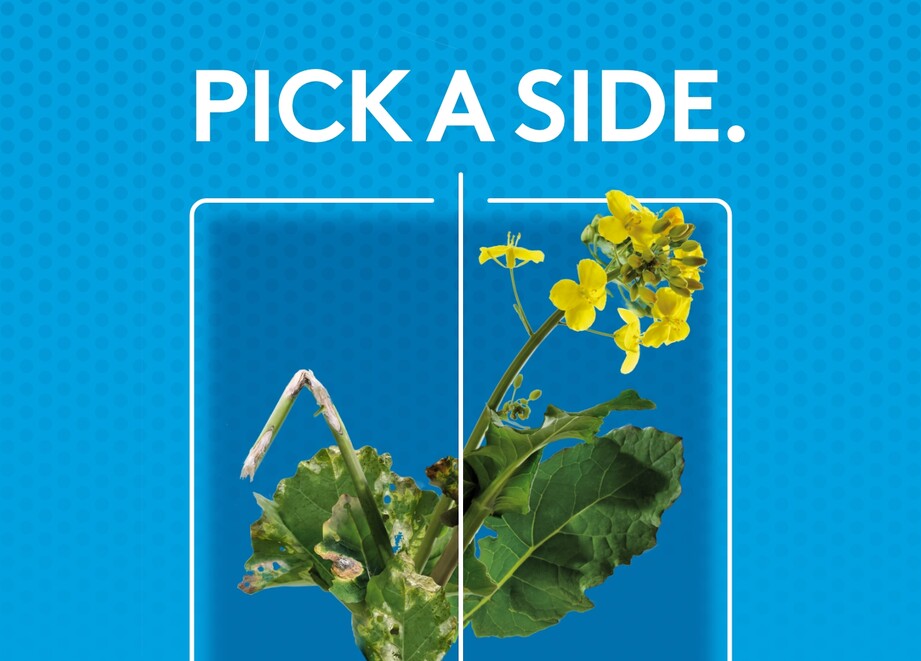 maxentis sclerotinia
