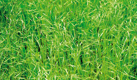 Brome Grass