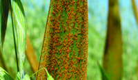 Crown Rust