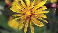 Narrow-Leaved Hawk's Beard