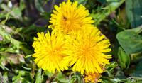 Sow Thistle