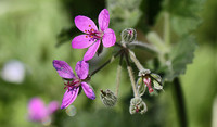 Stork's Bill