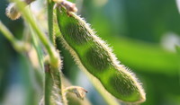 Soybeans