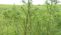 kochia