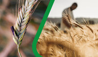 Fusarium Head Blight (FHB)