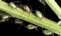 Aphids 