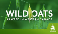 Wild oats text with wild oats in the background