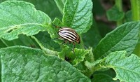 colorado potato beetle