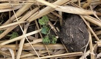 Flea Beetle Image