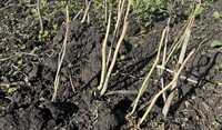 Weeds post Harvest