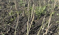 Canola Stubble with Weeds
