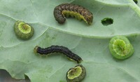 Bertha armyworm