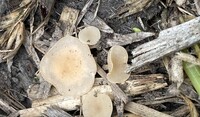 Sclerotinia 