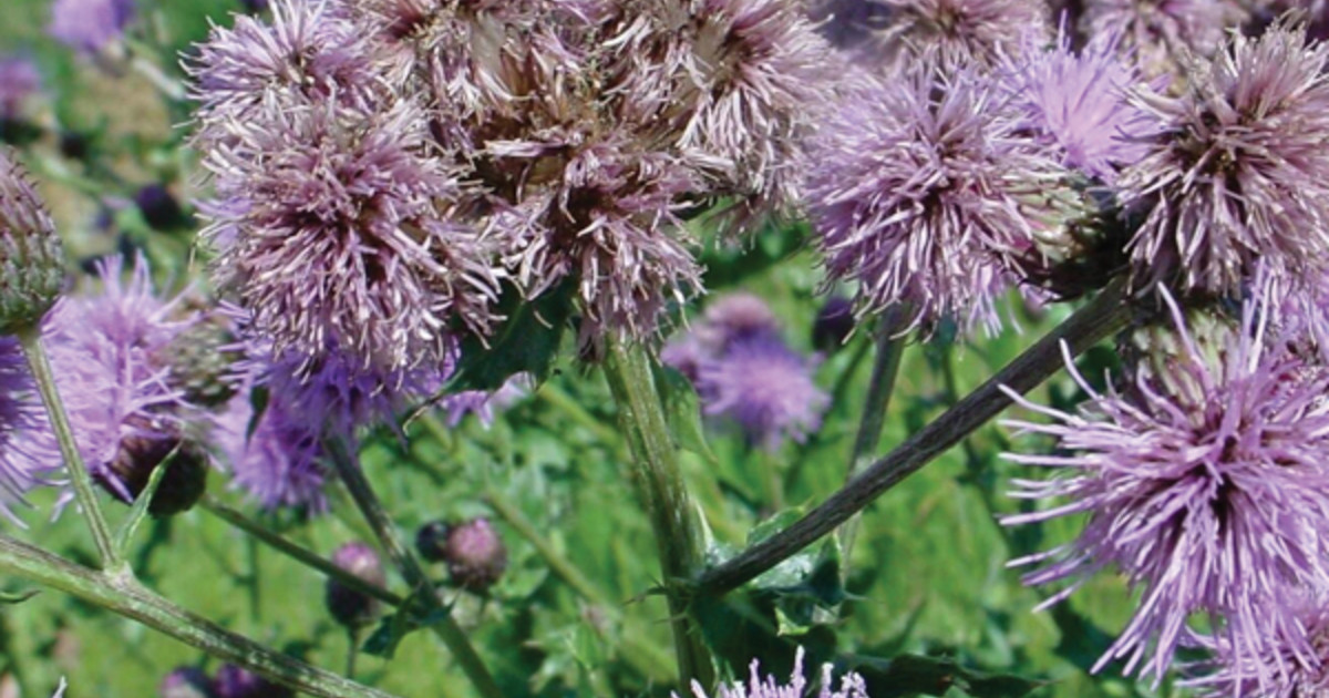 Tips For Controlling Canada Thistle And Avoiding Crop Losses Adama West Canada