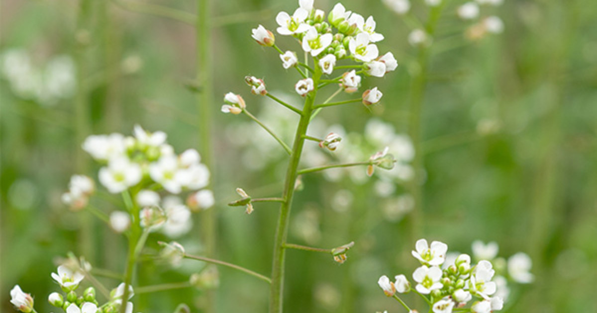Pest Profile: Shepherd’s Purse | ADAMA West Canada