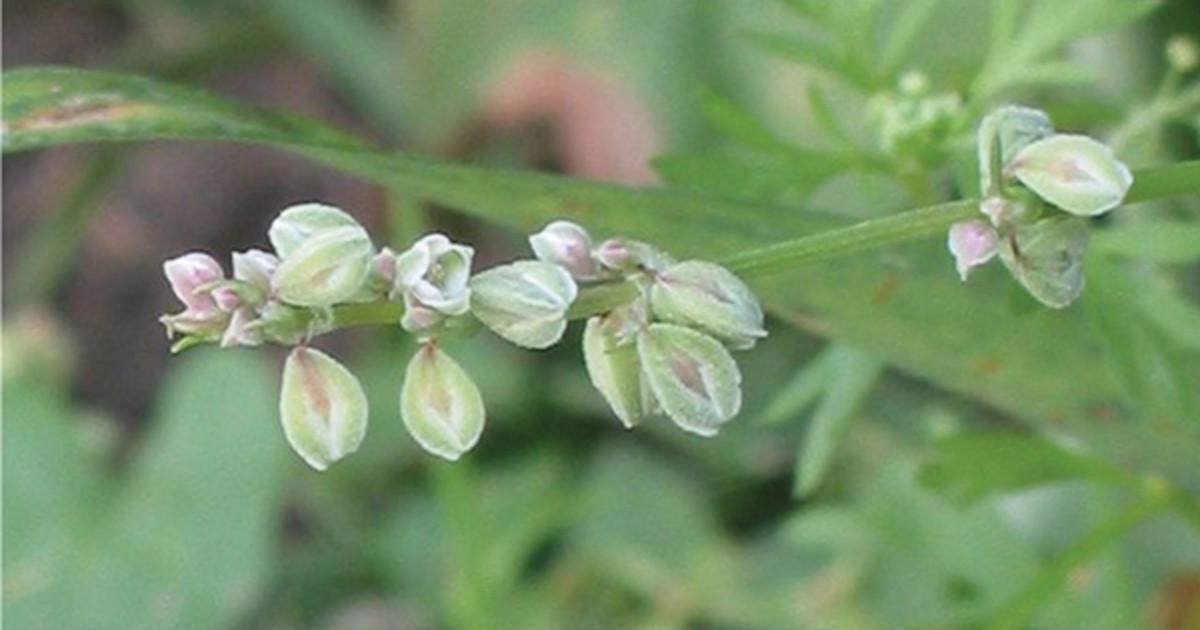 Pest Profile Wild Buckwheat ADAMA West Canada