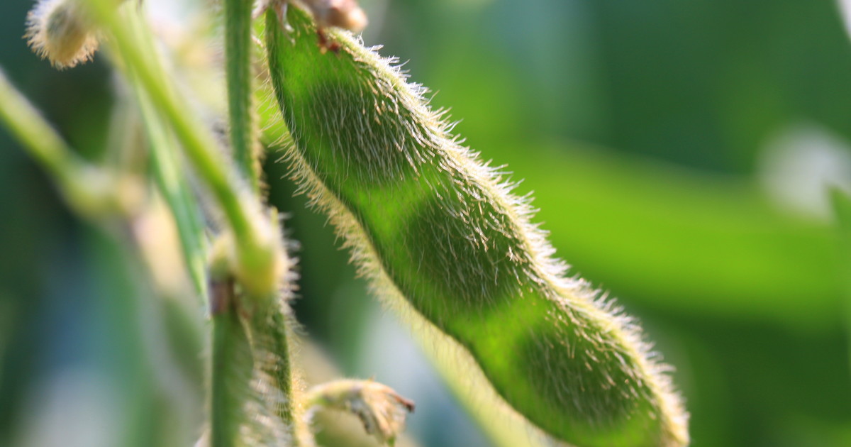 How early should growers in MB start seedbed prep for soybeans? ADAMA